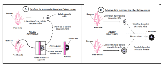 Schéma de la reproduction chez l'algue rouge Schéma de la reproduction chez l'algue rouge