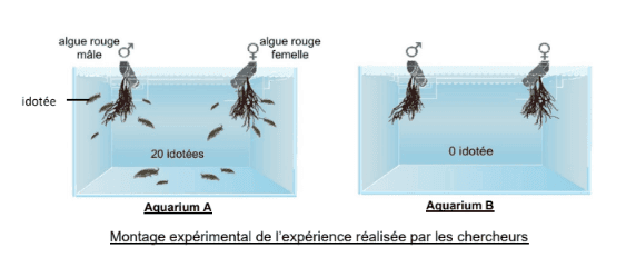 Schéma des aquariums A et B Schéma des aquariums A et B